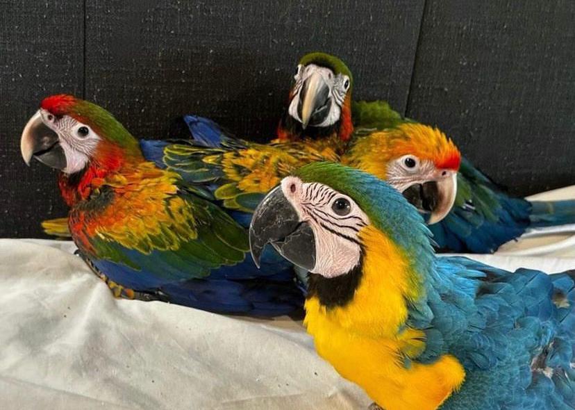 Macaw parrots